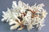 1 Kg Coral Mix White and Brown